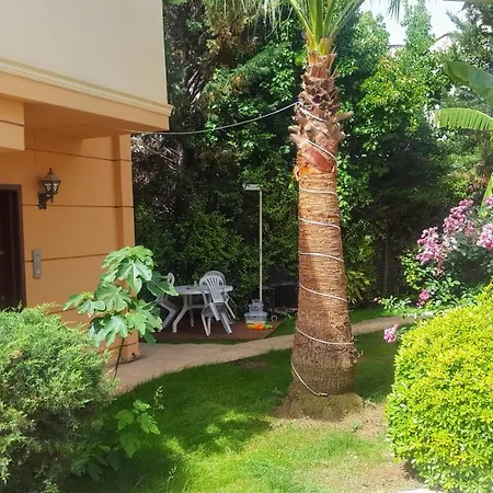 The Wind Sycamore In Villa